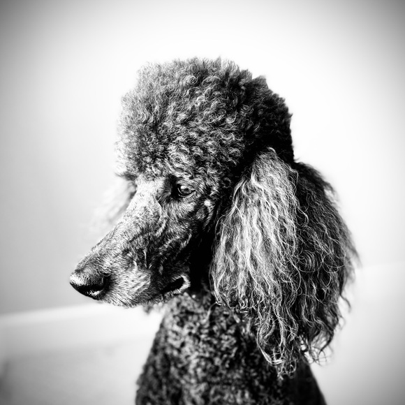 Meet your Posher, Paige - Picture 1 of 1